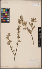 Foto von Salix aurita L.